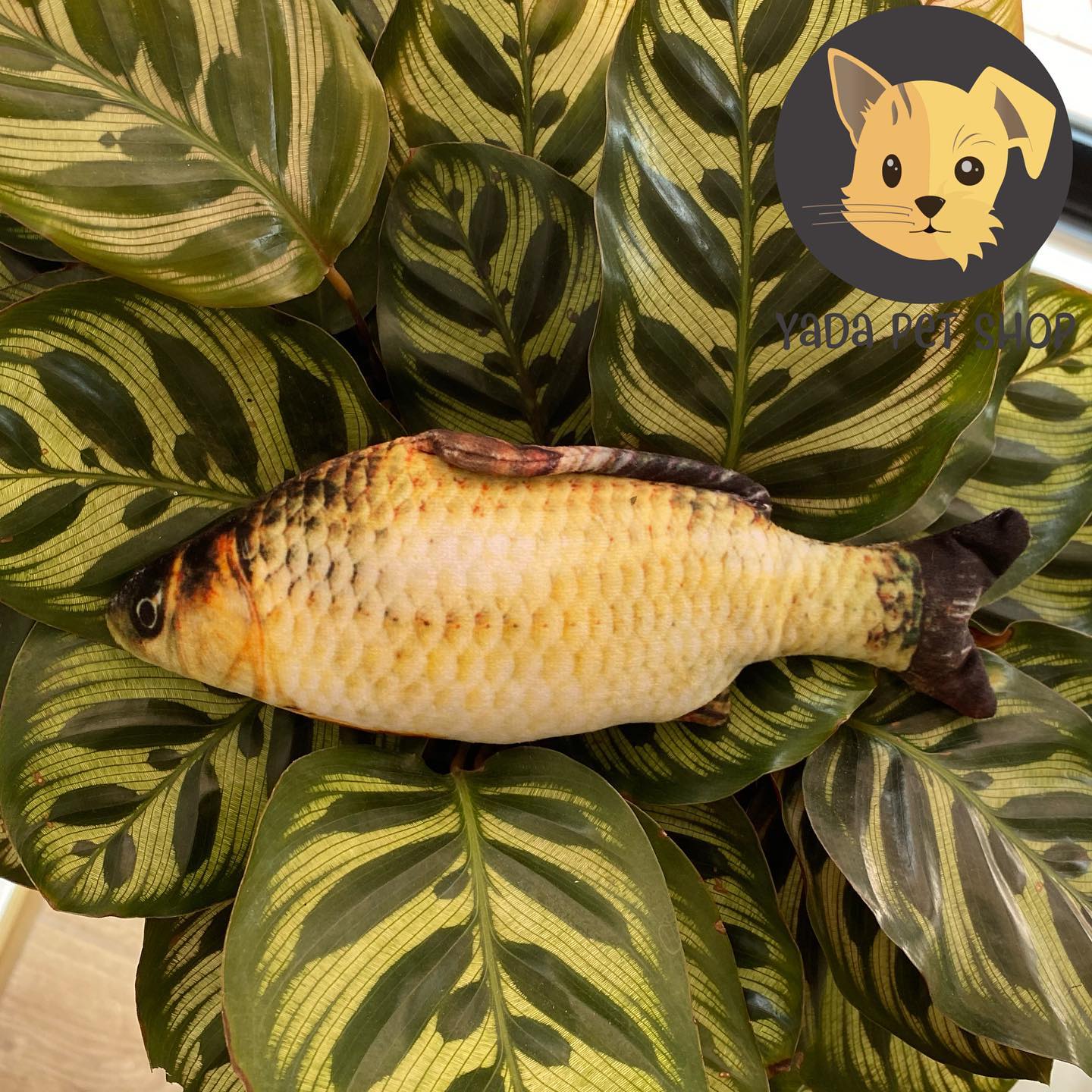 Pescados con catnip 😸