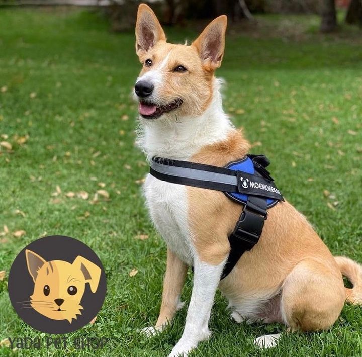 Arnés Anti-Tirones con Velcro Personalizable | Control y Seguridad para tu Mascota